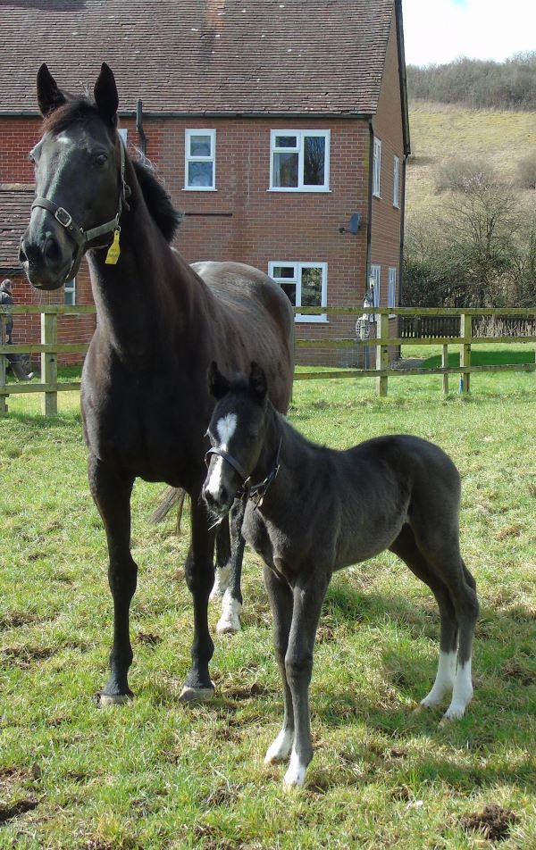 2023 filly by Showcasing